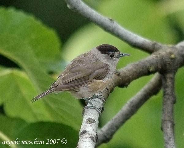 Capinera Sylvia atricapilla after the rain